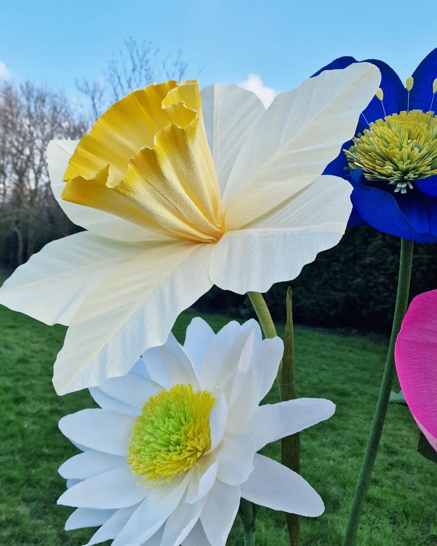 Petal template for large crepe paper daffodil